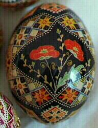 Poppy Flowers - front view