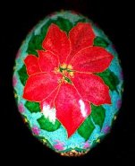 Poinsettia